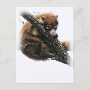 vykort: Coatimundi #5 (Porträtt) Vykort