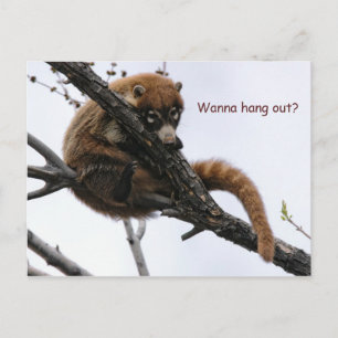 vykort: Coatimundi #5 Vykort