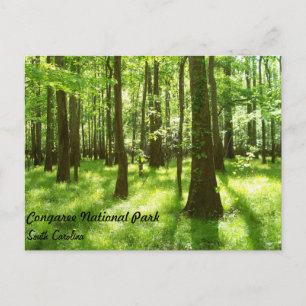 Vykort - Congaree nationalpark
