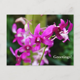 vykort - Cooktown Orchid