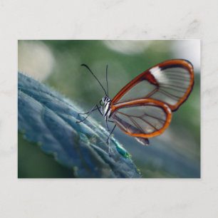vykort/Costa Rica Glasswing Butterfly Vykort