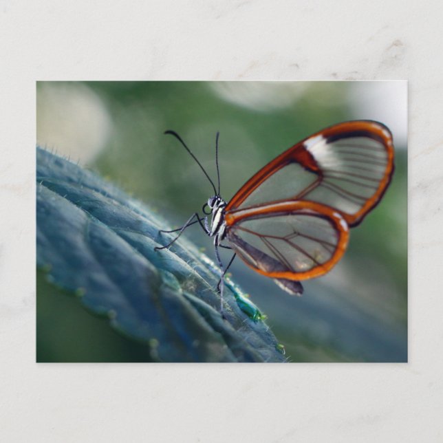 vykort/Costa Rica Glasswing Butterfly Vykort (Framsida)