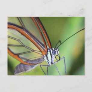 vykort/Costa Rica Glasswing Butterfly Vykort