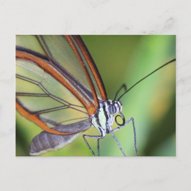 vykort/Costa Rica Glasswing Butterfly Vykort (Framsida)