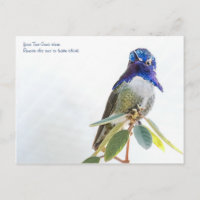 vykort: Costa's Hummingbird