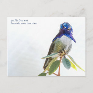 vykort: Costa's Hummingbird Vykort