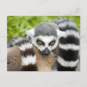 vykort - Cute Lemur Stripey Svan