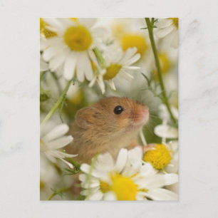 Vykort - Cute Mouse bland Daisyns