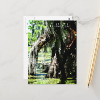 Vykort - Cypressfläkt