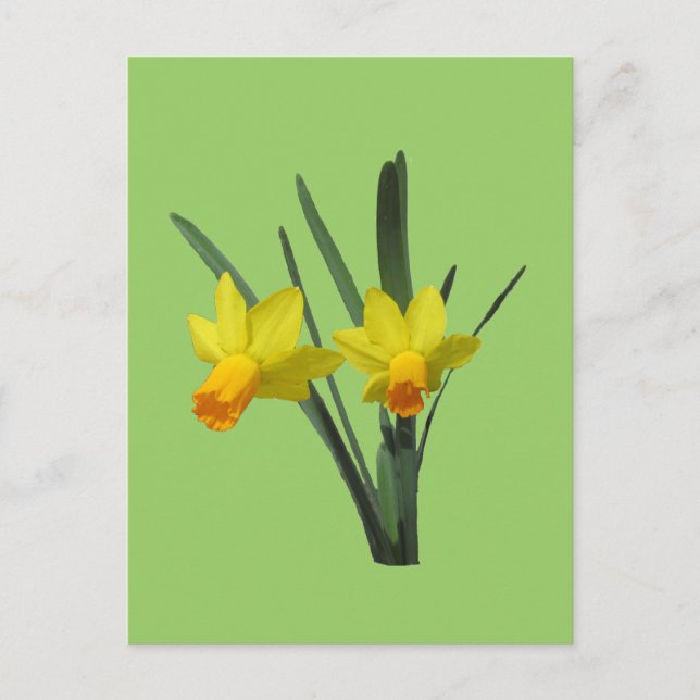 vykort - Daffodil (Framsida)