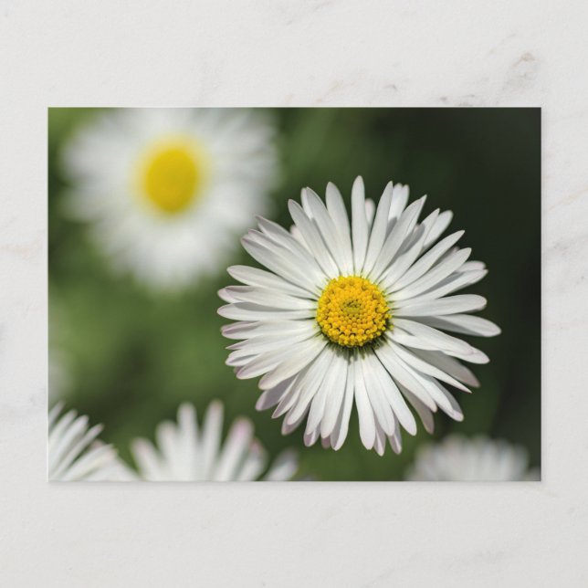  vykort Daisy Blomma I Blomning (Framsida)