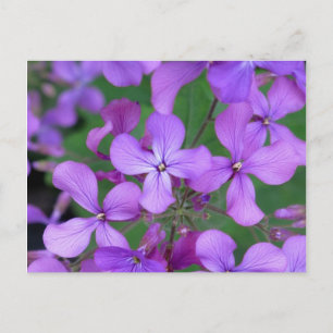 vykort: Dames Rocket (Hesperis matronalis) Vykort