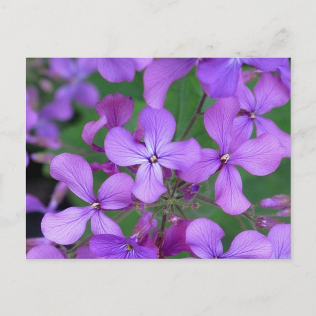 vykort: Dames Rocket (Hesperis matronalis) Vykort (Framsida)