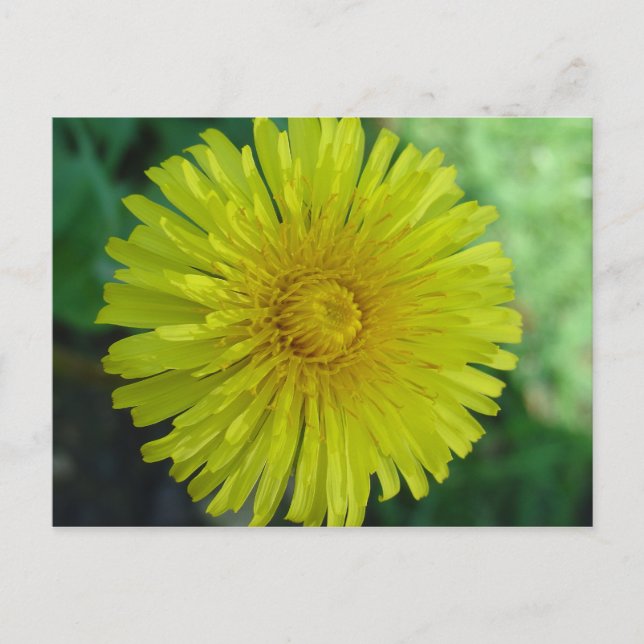 vykort - Dandelion (Framsida)