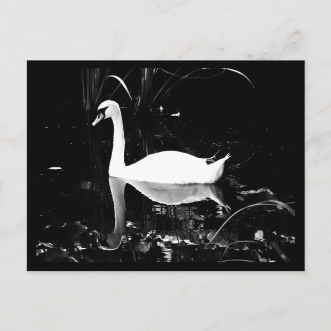 vykort-djur-23 vykort (Framsida)