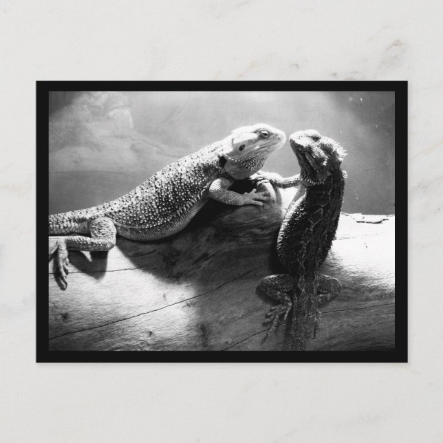 vykort-djur-33 vykort (Framsida)