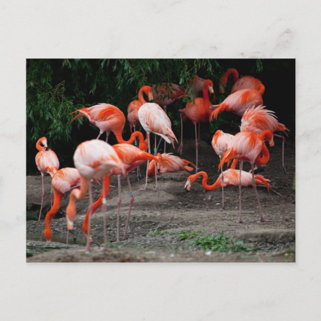 vykort-Djur-Rosa-Flamingos Vykort (Framsida)