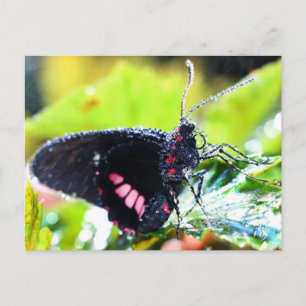 vykort/Doris Longwing Butterfly Vykort