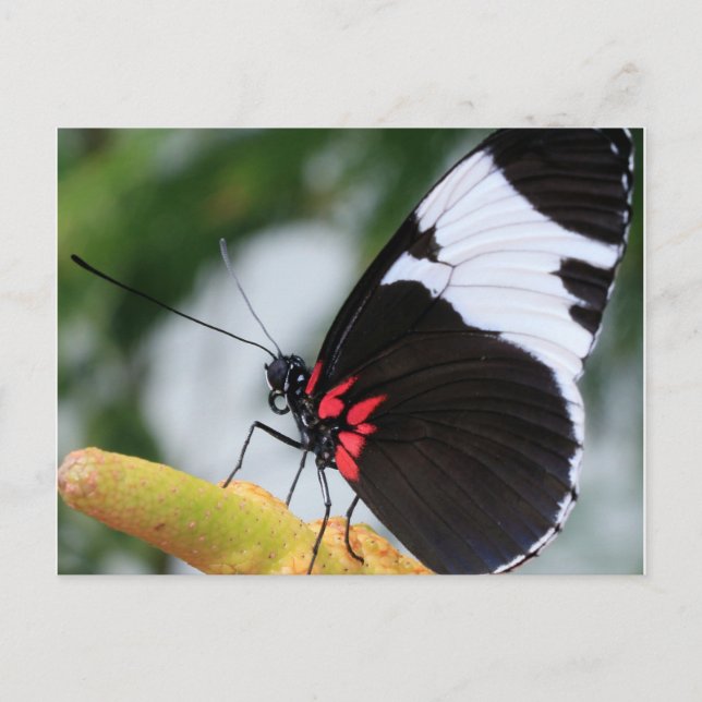 vykort/Doris Longwing Butterfly Vykort (Framsida)