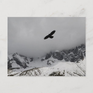 vykort Eagle Snowy Mountas