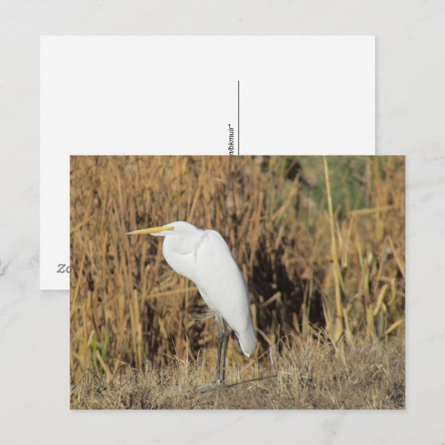 Vykort - Egret i Grass (Fram/baksida)