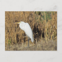 Vykort - Egret i Grass