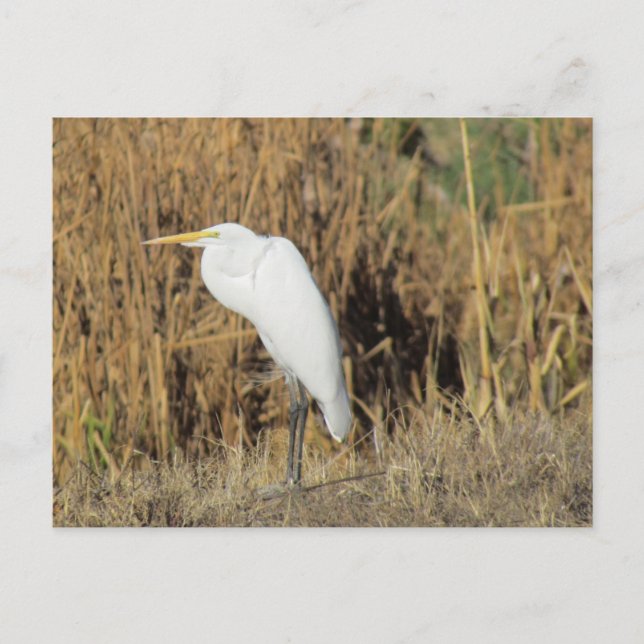 Vykort - Egret i Grass (Framsida)