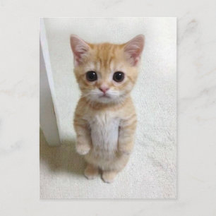 Vykort El Gato Katt Meme