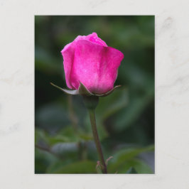 Vykort Elegant Rosa Knopp