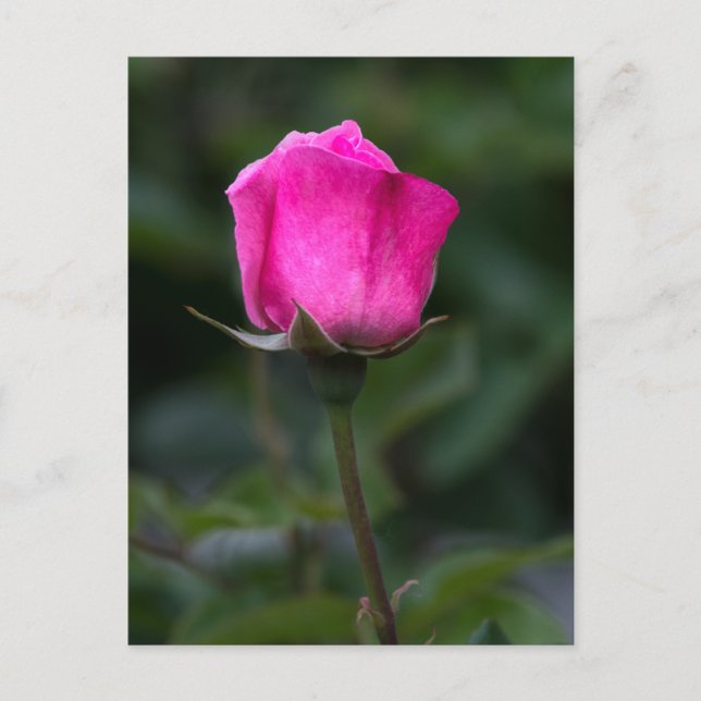 Vykort Elegant Rosa Knopp  (Framsida)