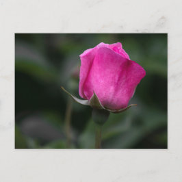 Vykort Elegant Rosa Knopp