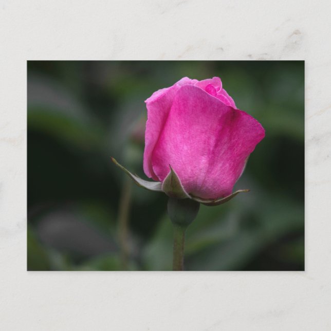 Vykort Elegant Rosa Knopp  (Framsida)