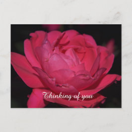 Vykort. En ros med vilket annat namn som helst Vykort