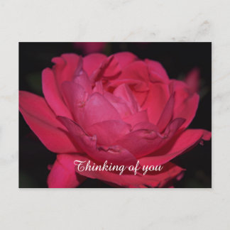 Vykort. En ros med vilket annat namn som helst Vykort