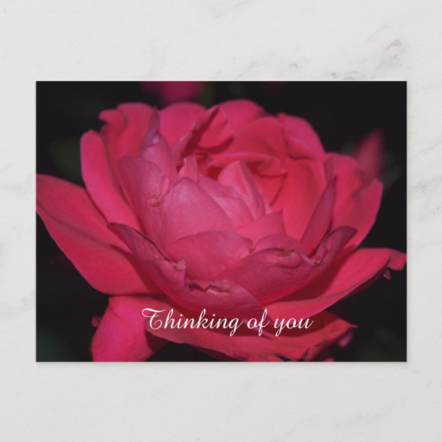 Vykort. En ros med vilket annat namn som helst Vykort (Framsida)