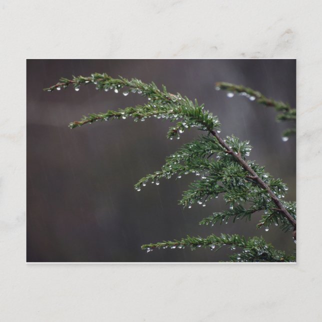 vykort, Evergreen i regnet Vykort (Framsida)