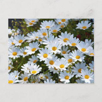 Vykort "fält fullt av tusenskönor"