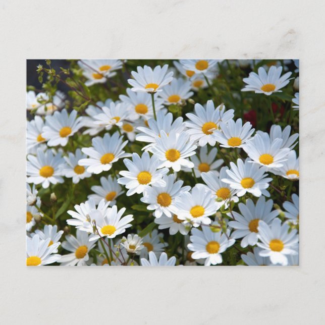 Vykort "fält fullt av tusenskönor" (Framsida)