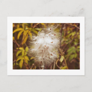 vykort, "FLUFFY WHITE MILKWEED" Vykort