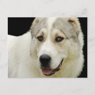 vykort för alabai hund