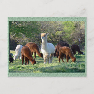 Vykort för AlpacaSleighBelle