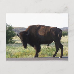 vykort för amerikansk Bison Oklahoma