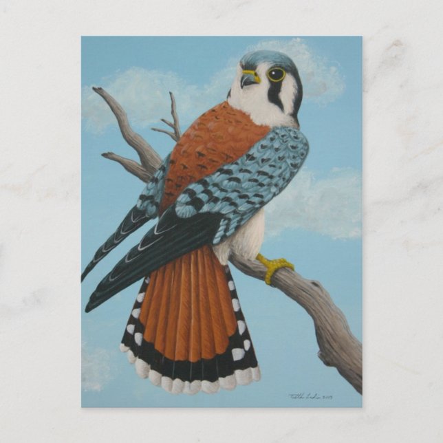 vykort för amerikanska Kestrel (Framsida)