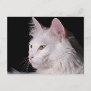 vykort för angora-katt