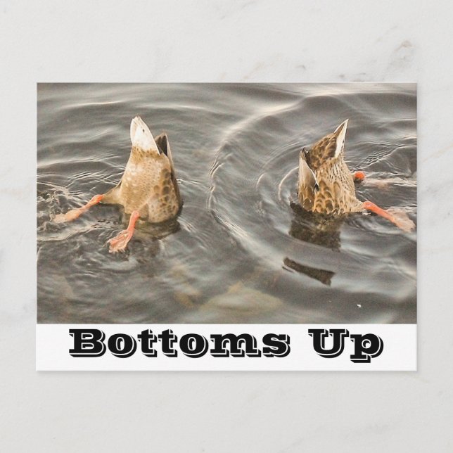 vykort för anka (Framsida)