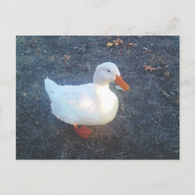 vykort för anka (Framsida)