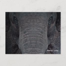 Vykort för anpassadeSri Lanka elefant