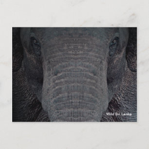 Vykort för anpassadeSri Lanka elefant