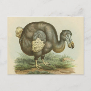 vykort för antikk Dodo Bird Natural History