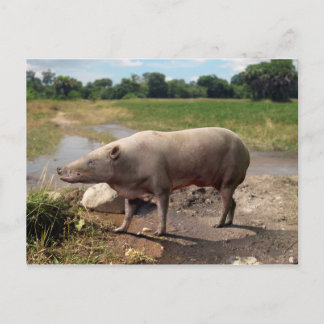 vykort för antracotherium ("Beast i kol")